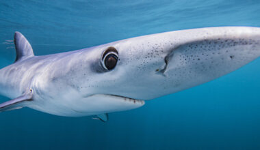 Blue Sharks May Be Secret Chameleons, Scientists Discover : ScienceAlert
