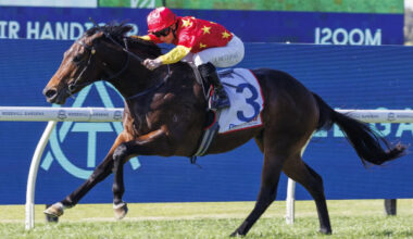 Placed in the G1 Golden Rose last year, Mayfair is for sale - image Steve Hart