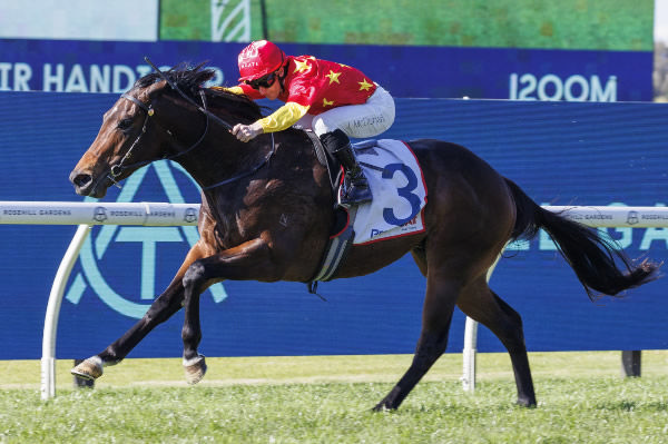 Placed in the G1 Golden Rose last year, Mayfair is for sale - image Steve Hart