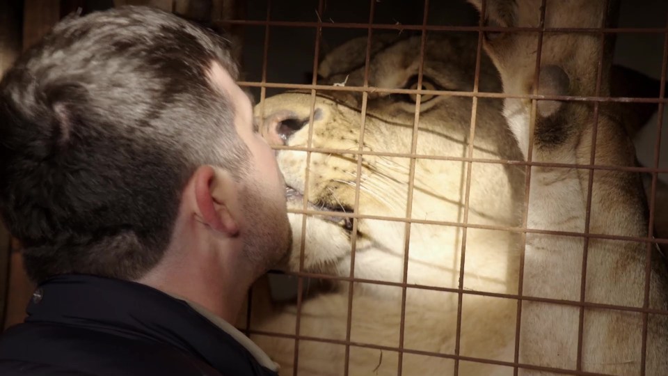 Man's face close to a lion's face behind bars.