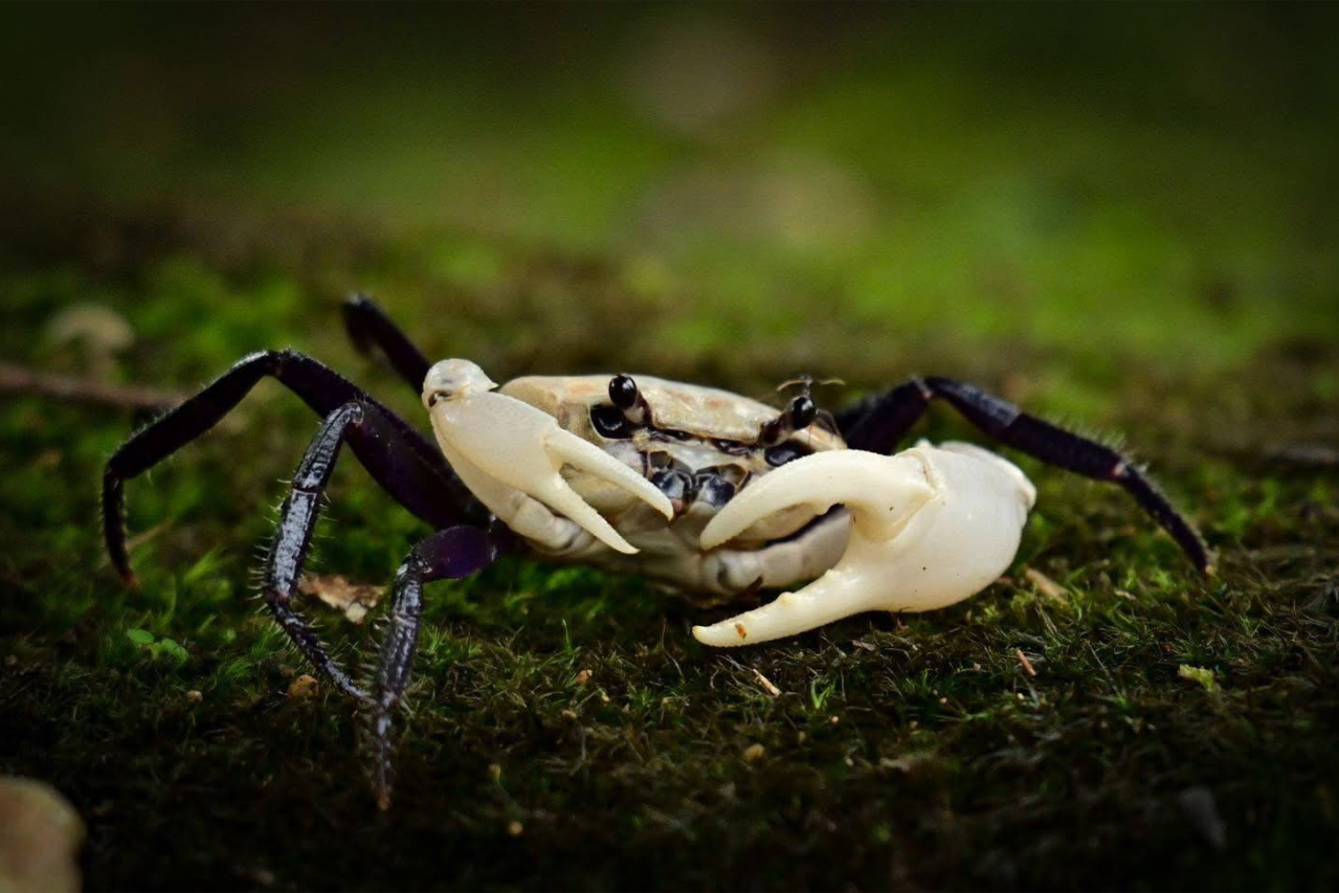 A panda crab, or Sirindhorn Crab, spotted in the Kaeng Krachan National Park. (Photo: Kaeng Krachan National Park Facebook page)