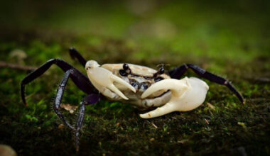 Bangkok Post - Rare panda crab spotted in western Thai forest