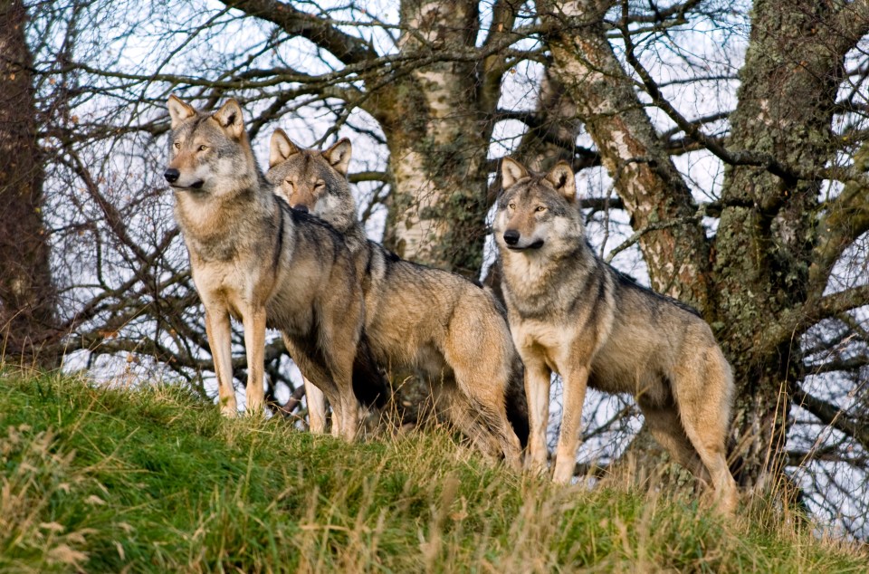 Three grey wolves standing in grass.