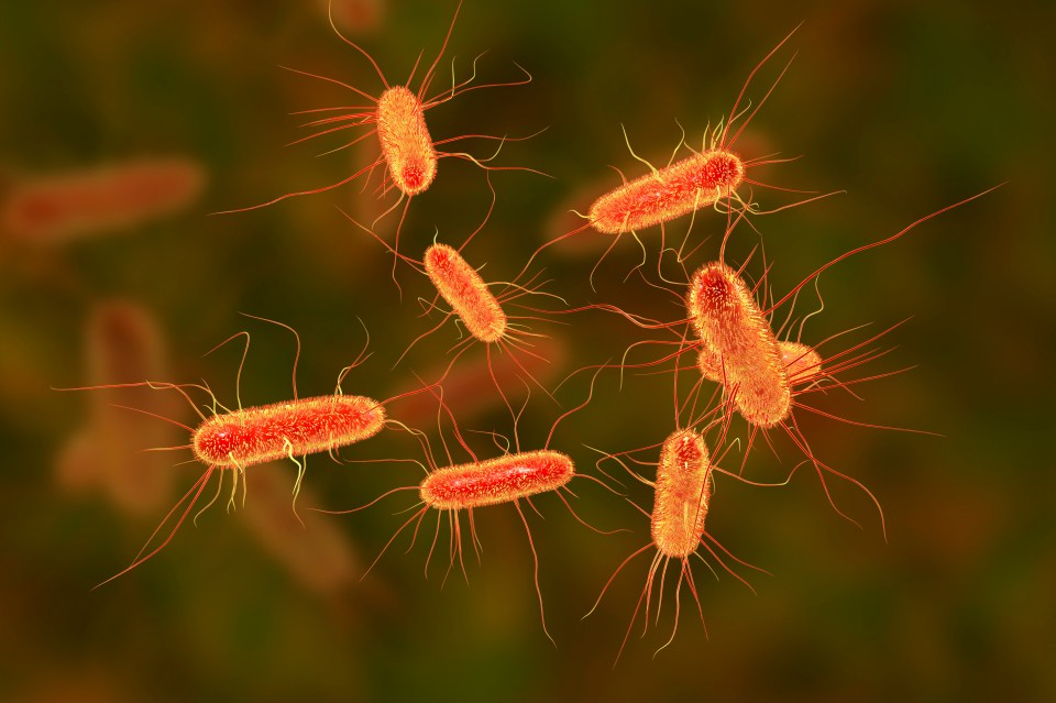 Illustration of E. coli bacteria.