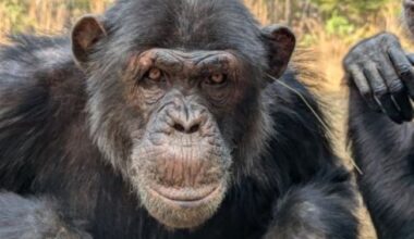 Chimpanzees: A chimp with a thin piece of tan grass hanging out of an ear.