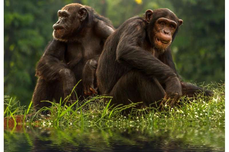 Chimpanzee