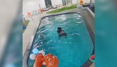They Were Terrified Of Bears — Then They Started Sharing Their Pool With One