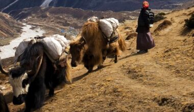Genomic study reveals deep roots of human survival and adaptation in Himalayas
