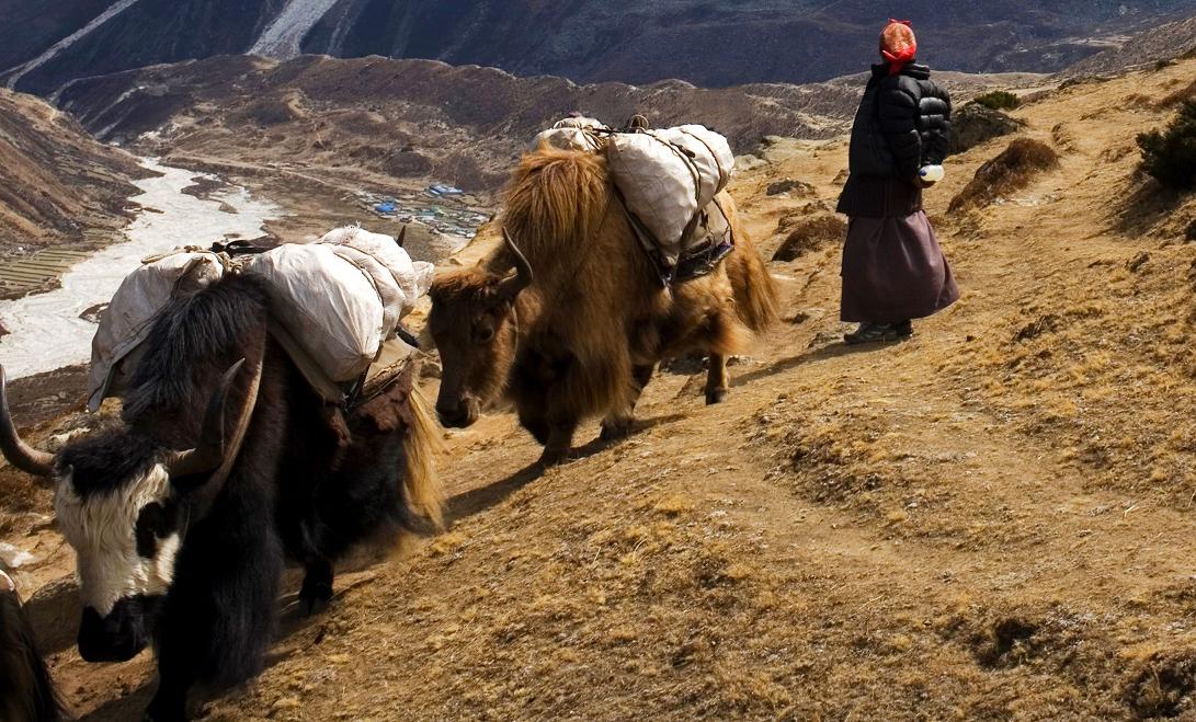 Genomic study reveals deep roots of human survival and adaptation in Himalayas