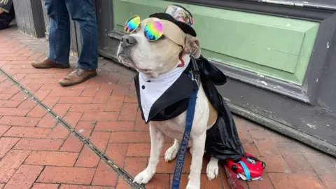 A beige and white dog wearing a black top hat, colourful circular sunglasses and a black cape. He has a blue lead that reads "Assistance dog".