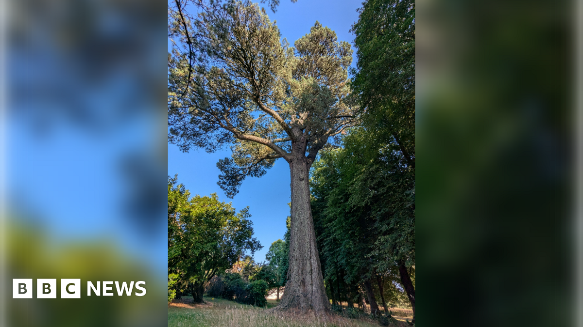 A portrait picture of a very large tree far bigger than those around it. It has a big solid wooden trunk with a lot of green branches and leaves at the top. It's in a rural area with clear blue skies in the background.
