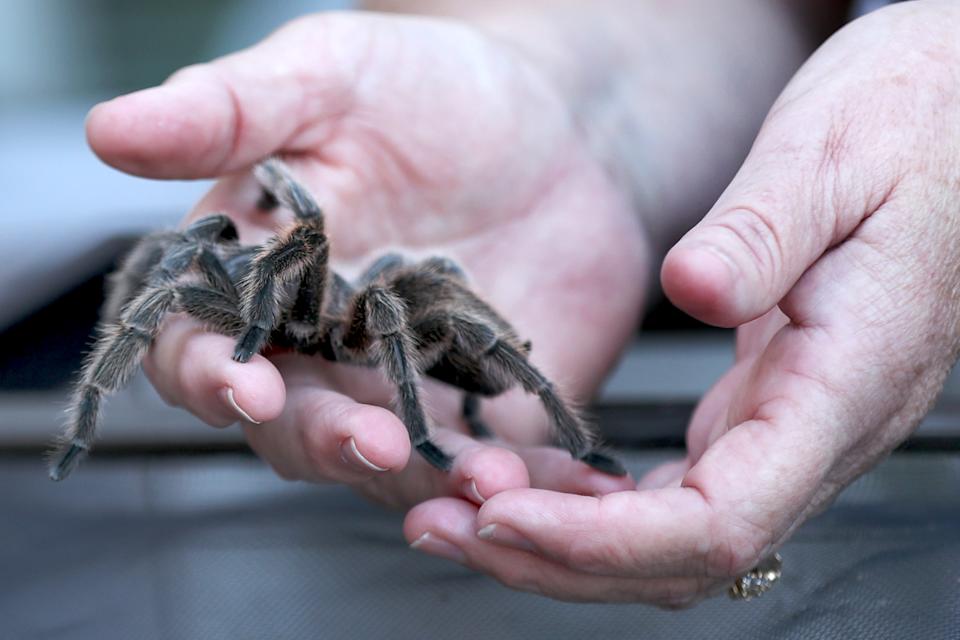 IN bad news for arachnophobes, interacting with spiders is the best way to reduce fear of them. Credit: Getty Images