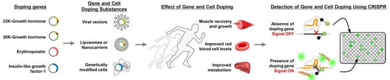 Developing next-generation analytical technique for gene and cell doping and ensuring ethics and fairness in sports