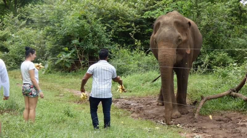 Don't feed the animals: Researchers warn of risks tied to wildlife interactions