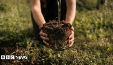 A young woman plants a tree.