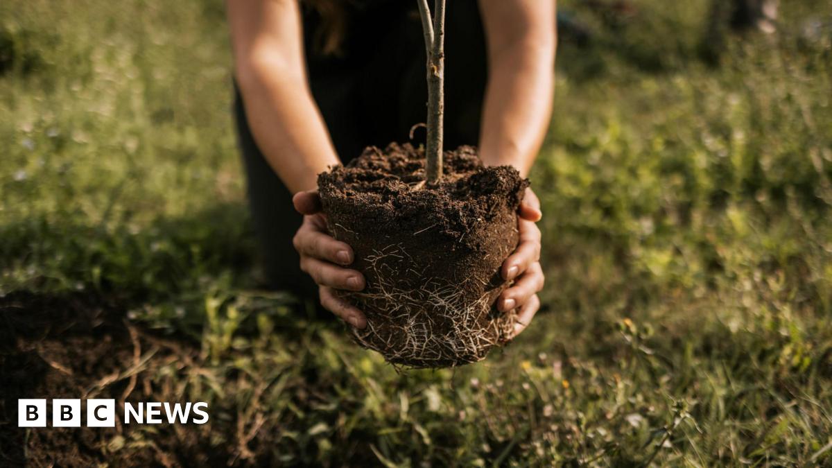 A young woman plants a tree.