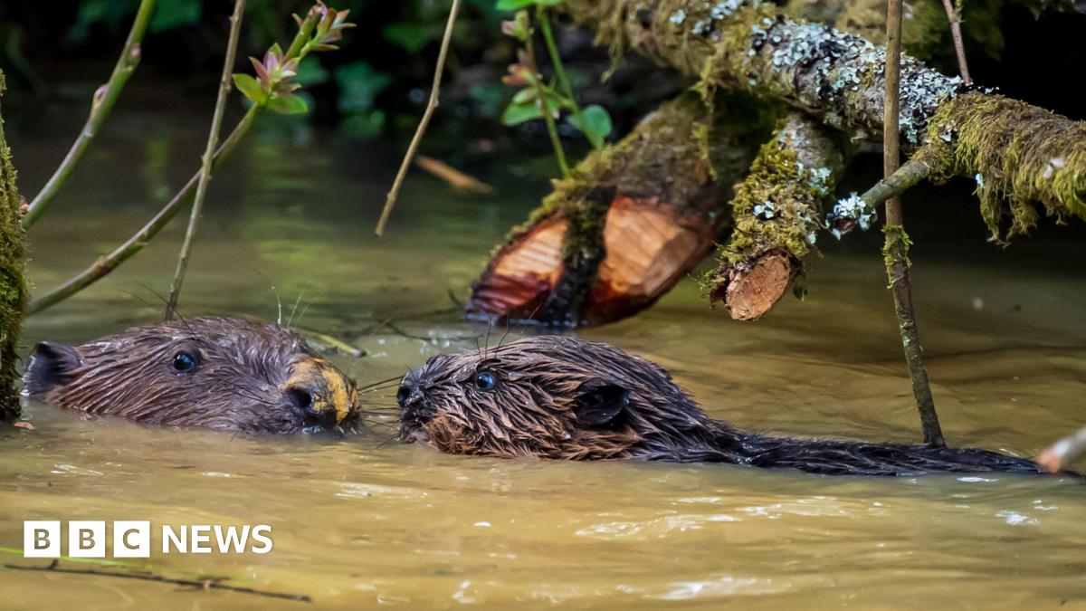 Two beavers, in brownish water, facing each other. There are tree branches above them.