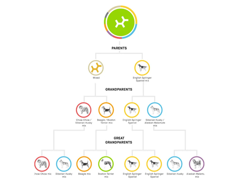 dog breed family tree diagram