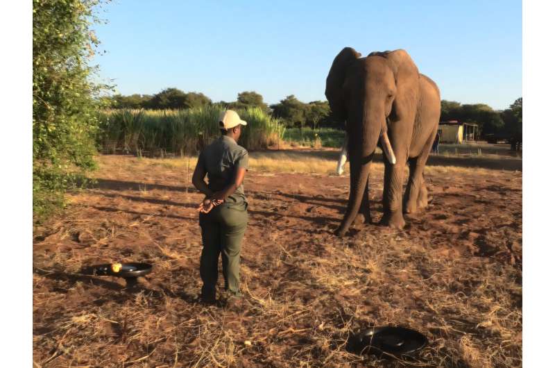 Elephants gesture with an intention to communciate their desires, finds a new study