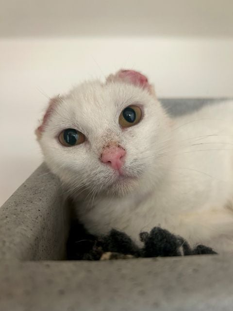 Carina the cat 