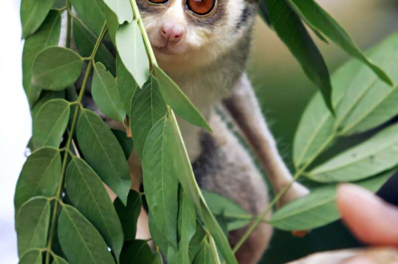 Females are the alphas among the slender loris