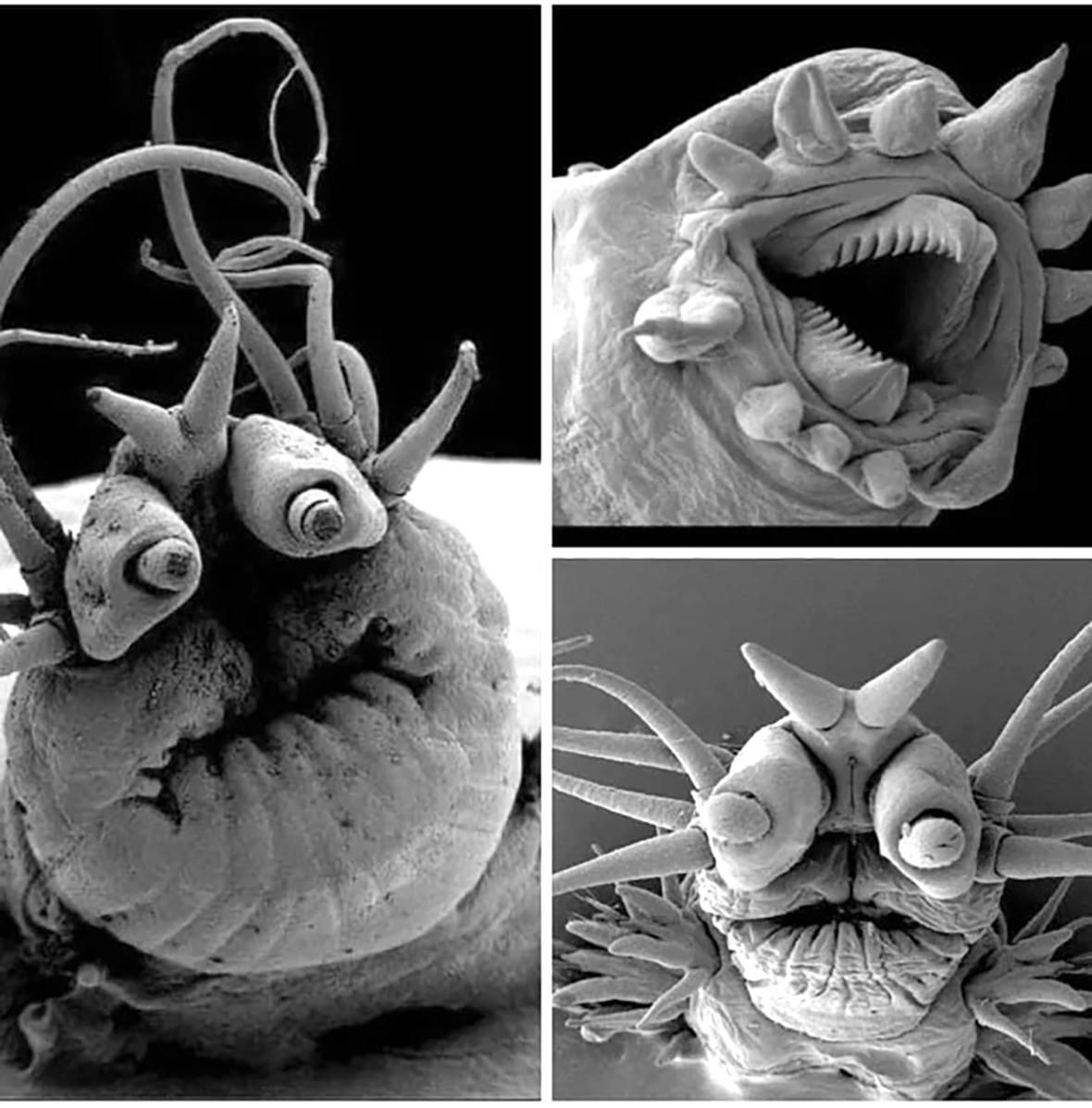 Deep sea worms as seen under an electron microscope.