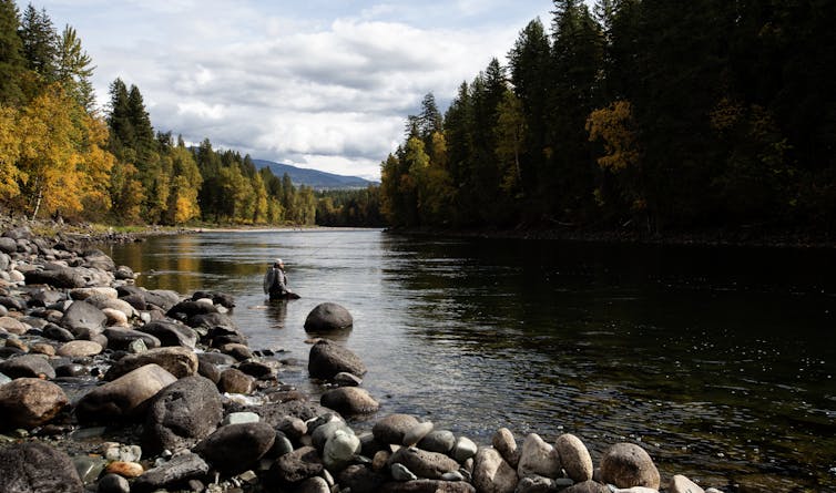 A man with a fishing rod standing in a river surrounded by trees. stone boulders along the river bank behind him