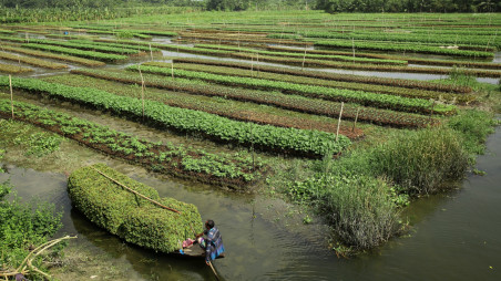 Climate change adaptations like floating agriculture can help ensure food security in times of severe flood and waterlogging. Photo: Syed Zakir Hossain