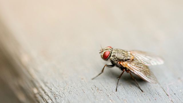 Fruit Fly Genetics Reveal Secrets of Group Survival Behavior