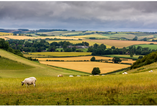 Savills UK | Record activity in Great Britain’s Farmland Market in 2024 unlikely in 2025