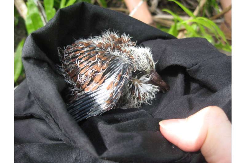 Gene editing offers transformative solution to saving endangered species