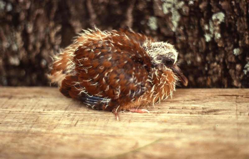 Gene editing offers transformative solution to saving endangered species