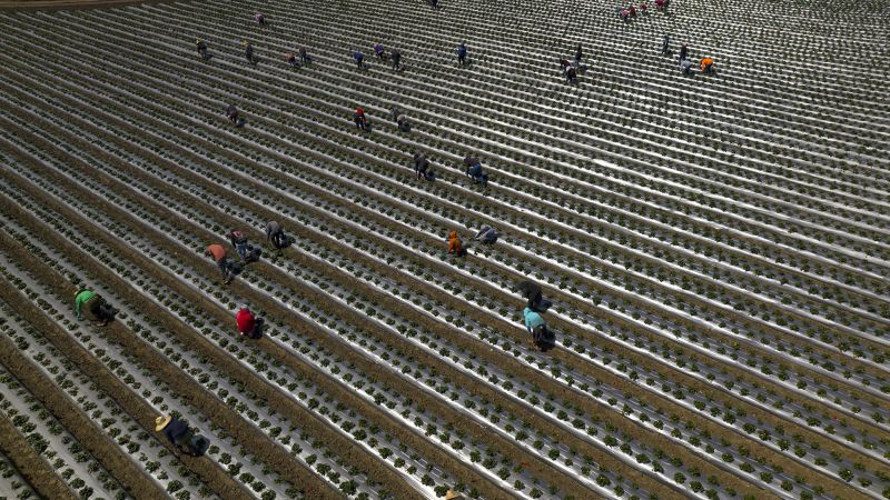 How Trump’s mass deportations could backfire on the American economy by shrinking paychecks