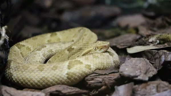 Golden lancehead