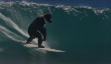 Gorilla on a surfboard