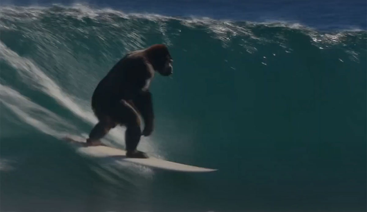 Gorilla on a surfboard