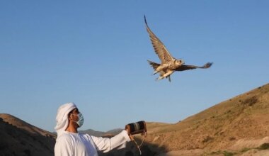 UAE releases 81 falcons into the wilds of Kazakhstan