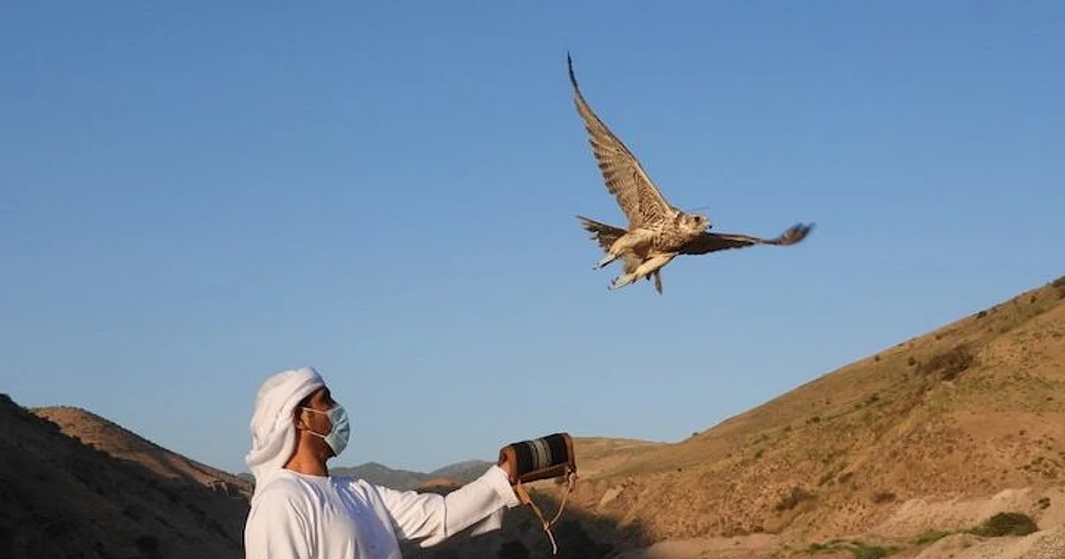 UAE releases 81 falcons into the wilds of Kazakhstan