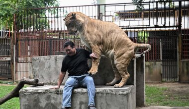 Thailand's pet lion problem sparks concern amongst conservationists