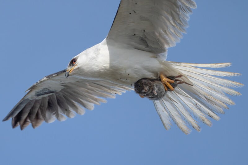 A white hawk flies through a clear blue sky, holding a small gray animal in its talons.