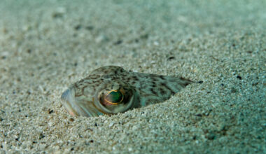 Irish swimmers warned about venomous fish that can 'ruin' a beach day