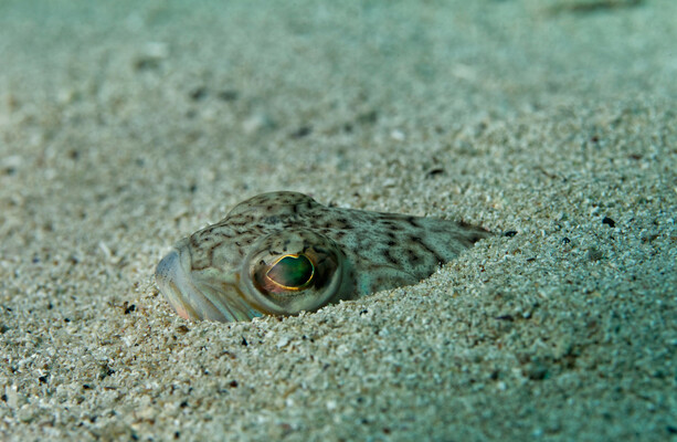 Irish swimmers warned about venomous fish that can 'ruin' a beach day