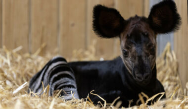 Dublin Zoo 'delighted' at the birth of the third ever Irish-born okapi calf - The Journal