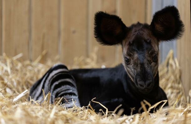Dublin Zoo 'delighted' at the birth of the third ever Irish-born okapi calf - The Journal