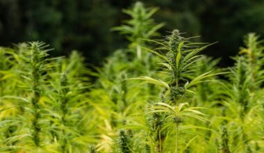 Using Hemp Flour And Oil Can Make Gluten-Free Baked Goods With 'Optimal' Texture And 'Significant' Nutrition, Study Shows