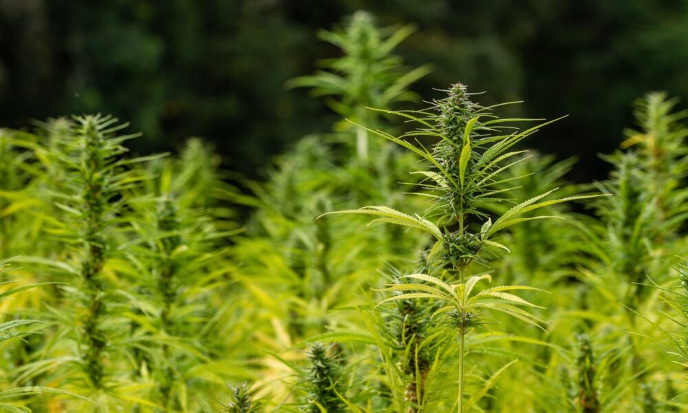 Using Hemp Flour And Oil Can Make Gluten-Free Baked Goods With 'Optimal' Texture And 'Significant' Nutrition, Study Shows