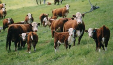 Weekly genetics review: Breeding for consistency through understanding residual variance