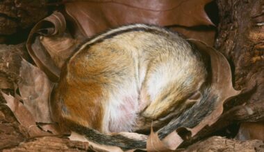 Hibernation’s Hidden Healing ‘Superpowers’ Could Be Locked in Our DNA