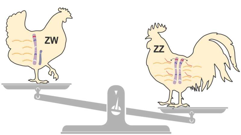 How a tiny gene ensures the survival of male birds