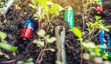 How worn-out batteries are being planted to harvest clean fuel and fight pollution